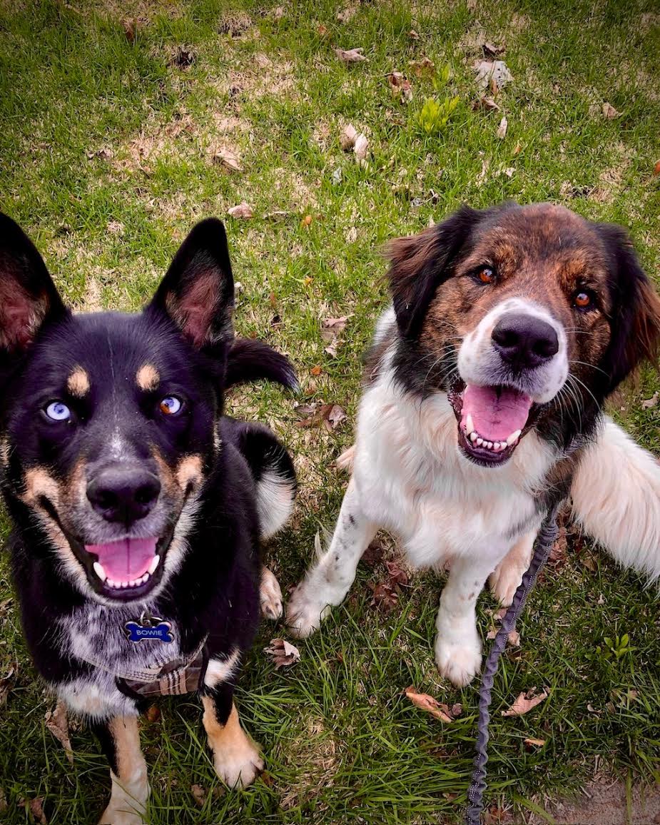 TAIL WAGS & WALKS LLC Dog Walking and Pet Sitting Services in Duluth, MN